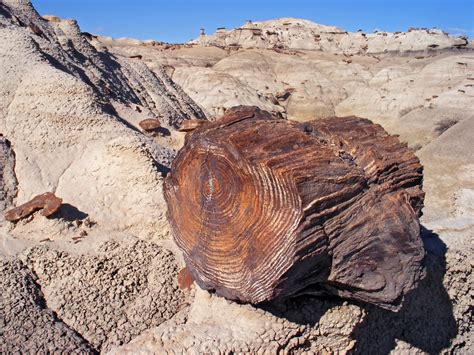 The Jicarilla Apaches in southern New Mexico told a myth about the origin of fire that also served to explain the existence of petrified wood. . New mexico petrified wood locations